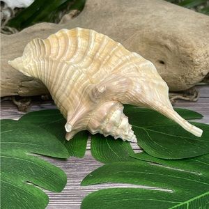 Unique Rare Rooster Tail Conch Seashell Collector Coastal Nautical Display Shell